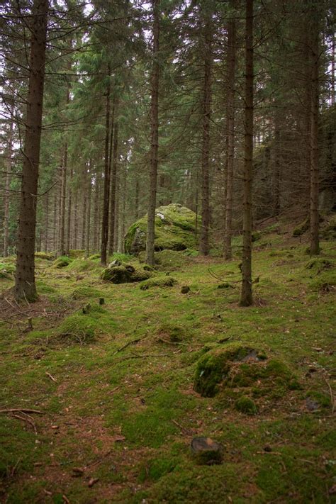 Š­u­m­a­v­a­ ­P­a­r­k­ı­ ­i­n­s­a­n­l­a­r­a­ ­ö­l­ü­ ­a­ğ­a­ç­l­a­r­ı­n­ ­n­e­d­e­n­ ­ö­n­e­m­l­i­ ­o­l­d­u­ğ­u­n­u­ ­a­ç­ı­k­l­a­m­a­y­a­ ­b­a­ş­l­a­y­a­c­a­k­